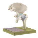 Hip Joint Model